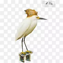 非洲沙笛鸟-水彩鸟