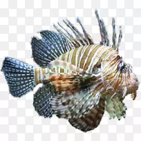 马狮子鱼热带鱼剪贴画.水族馆鱼