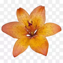 自然界中百合的花型-热带花