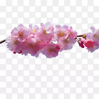 粉红花朵桌面壁纸-樱花