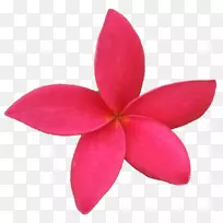 Belur数学Vrindavan Krishna SRI Sarada Devi纺织品-热带花卉