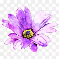 普通菊花紫色水彩花