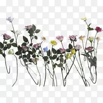 切花植物茎玫瑰瓷雏菊