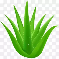 芦荟植物剪贴画-芦荟