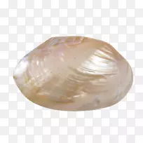 蛤蜊贝壳牡蛎