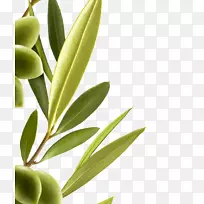 地中海海盆橄榄提取物-橄榄