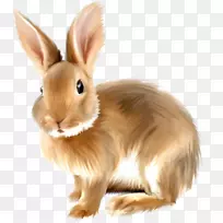 安哥拉兔子复活节兔子家兔子天使兔子可爱的动物