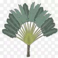 马达加斯加树，槟榔科，薰衣草，剪贴画-棕榈叶