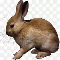 兔子复活节兔子家养兔子-帕斯科