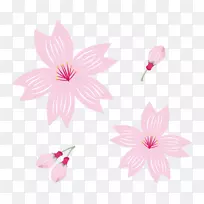 花卉设计花瓣樱花