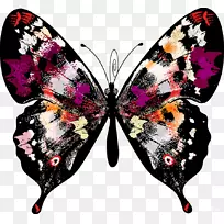 蝴蝶剪贴画-艺术背景