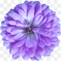 紫紫丁香花瓣