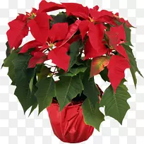 一品红，家庭植物，圣诞植物.花盆