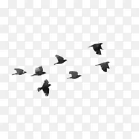 鸟类桌面壁纸夹艺术-Virat Kohli