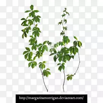 马格丽塔孤花水仙三棱藤本植物-花角