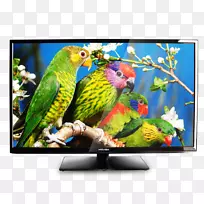鸟鹦鹉猫头鹰野生动物拼图电视看电视