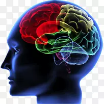 人脑规则神经科学原理人脑神经成像-脑