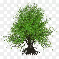 乔木灌木植物技术
