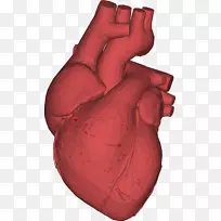 心脏解剖低聚