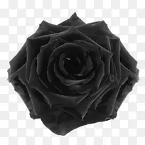 黑色玫瑰切花花卉保存-花黑色