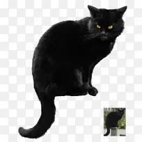 黑猫小猫剪贴画-小猫