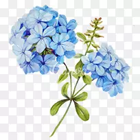 花蓝茉莉花摄影.水彩画白花