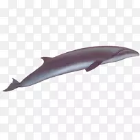 海豚-露脊鲸图库溪普通宽吻海豚