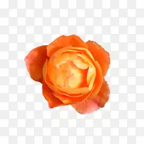 玫瑰花橙色桌面壁纸-橙色花