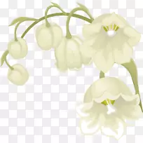 切花五月一日，花型花瓣-山谷百合花