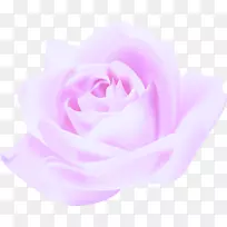 花粉红色紫丁香