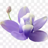 壁画-紫丁香
