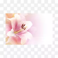 生日神之家-山谷百合花