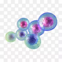 干细胞治疗脐带组织细胞