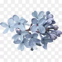 薰衣草花瓣-紫丁香