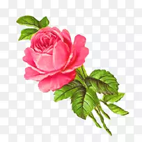 玫瑰花粉红剪贴画-玫瑰