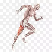 骨骼肌解剖人体肌肉系统-肌肉