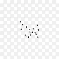 鸟类剪辑艺术-鸟群