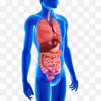 胃肠道解剖人体消化系统疾病人体-人体