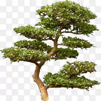 松树电脑软件剪辑艺术.盆景