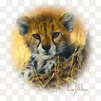 豹，南非猎豹，t恤，绘画艺术，猎豹