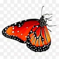 漂亮蝴蝶桌面壁纸高清视频安卓红蝴蝶
