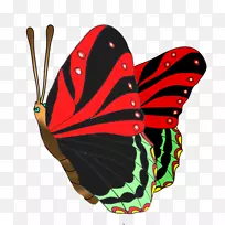蝴蝶昆虫红色剪贴画-红蝴蝶