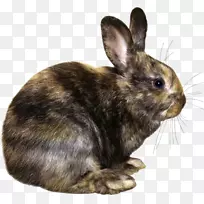 复活节兔，家兔，欧洲兔-科埃略