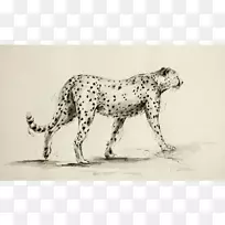 斑点狗豹猎豹美洲虎猎豹
