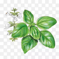 罗勒、胡椒、芳香菌、花园草本植物龙舌兰-罗勒