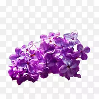 普通紫丁香切花-丁香花