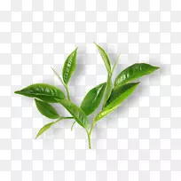 绿茶抹茶叶早餐-茶绿