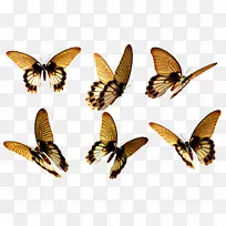 蝴蝶摄影艺术-飞行