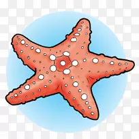 海洋无脊椎动物海星棘皮动物海洋生物-海星