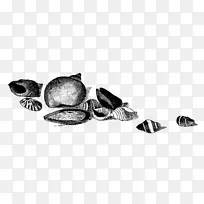 海贝壳画-海生活
